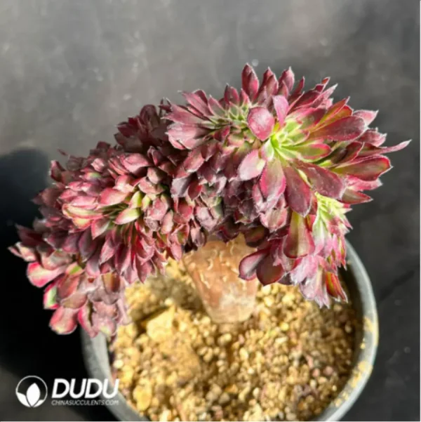 Aeonium Mardi Gras variegated Cristate - Image 2