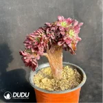 Aeonium Mardi Gras variegated Cristate - Image 3