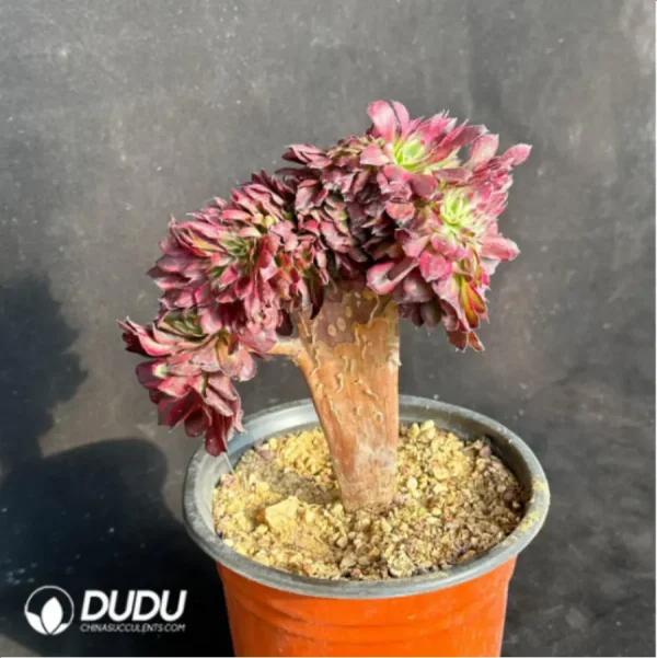 Aeonium Mardi Gras variegated Cristate - Image 3