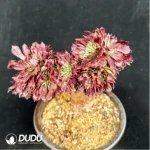 Aeonium Beauty variegated Cristate