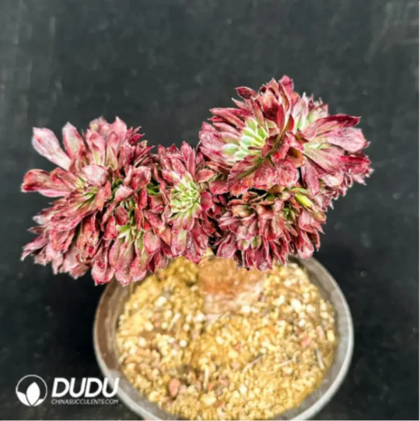 1756114179-1-2908.webp Aeonium Beauty variegated Cristate - Image 1