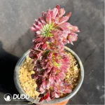 Aeonium Mardi Gras variegated Cristate - Image 4