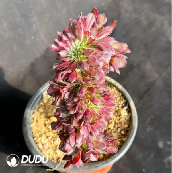 Aeonium Mardi Gras variegated Cristate - Image 4