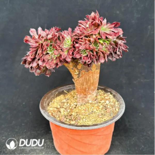 1756114180-2-1928.webp Aeonium Beauty variegated Cristate - Image 2
