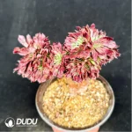 Aeonium Beauty variegated Cristate - Image 3