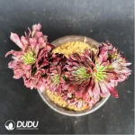 Aeonium Beauty variegated Cristate - Image 4