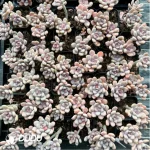 PachyphytumBeauty finger Double Head