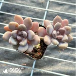 PachyphytumBeauty finger Double Head - Image 2