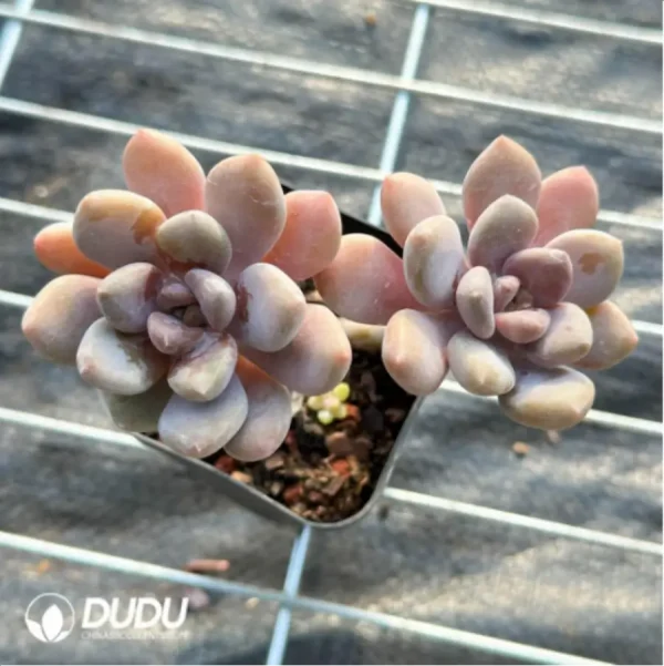 PachyphytumBeauty finger Double Head - Image 2