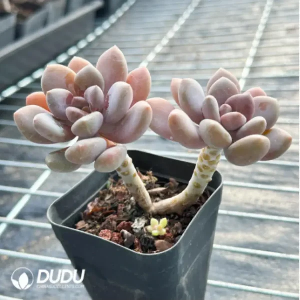 PachyphytumBeauty finger Double Head - Image 3