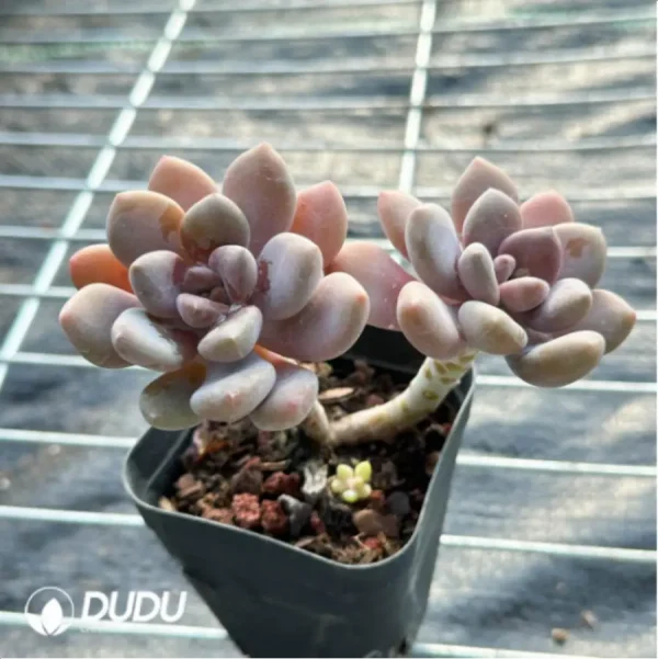 PachyphytumBeauty finger Double Head - Image 4