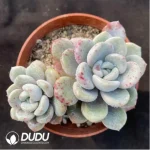 PachyphytumPachyphytum Egret Double Head