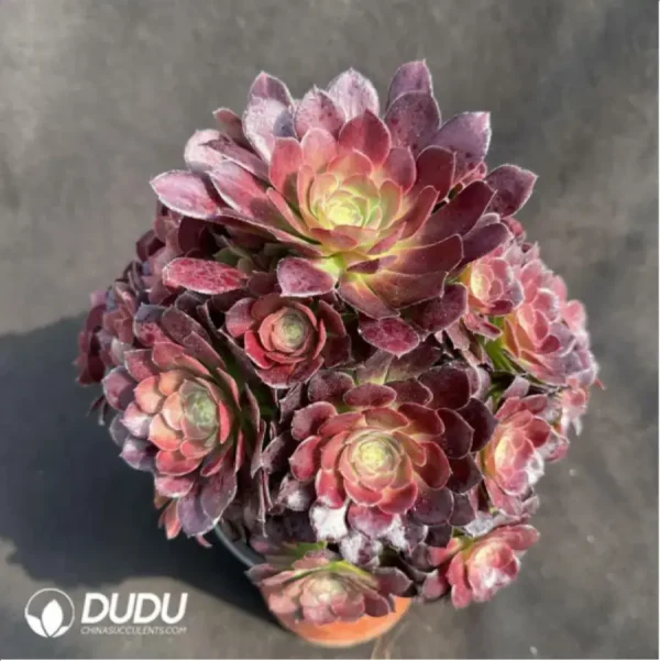 Dutch Round-leaf - Image 2