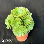 Aeonium Halloween cristata - Image 3