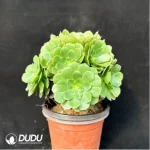 Aeonium Halloween cristata - Image 4