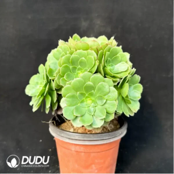 Aeonium Halloween cristata - Image 4