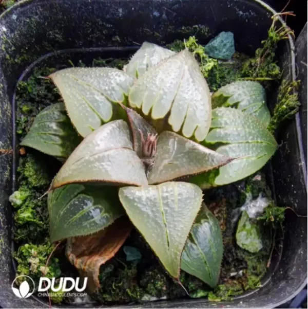 1756114196-1-2984.webp Haworthia var. badia - Image 1