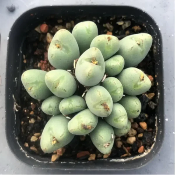 1756114204-1-2514.webp Conophytum-bilobum 12-20Head/Pot Clustering (Pot Sale) - Image 1