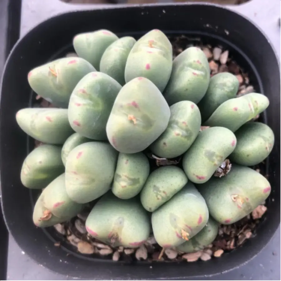 1756114205-1-2513.webp Conophytum-bilobum 12-20Head/Pot Clustering (Pot Sale) - Image 1