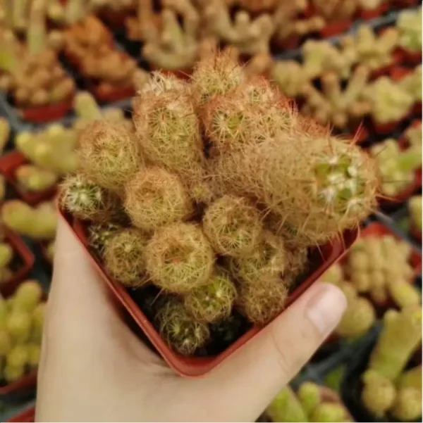 1756114209-1-3070.webp Cactus-Echinopsis tubiflora'(Pfeiff.) Zucc. Clustering - Image 1