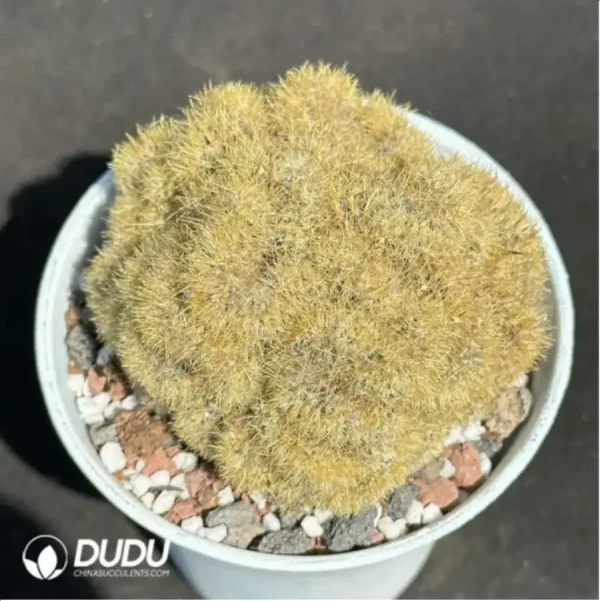 Cactus-Echinopsis tubiflora'(Pfeiff.) Zucc.cristata - Image 1