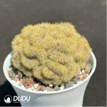 Cactus-Echinopsis tubiflora'(Pfeiff.) Zucc.cristata - Image 2