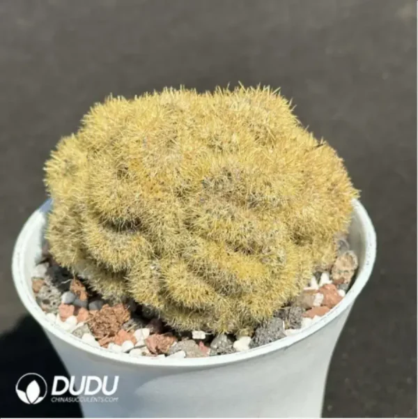 Cactus-Echinopsis tubiflora'(Pfeiff.) Zucc.cristata - Image 2