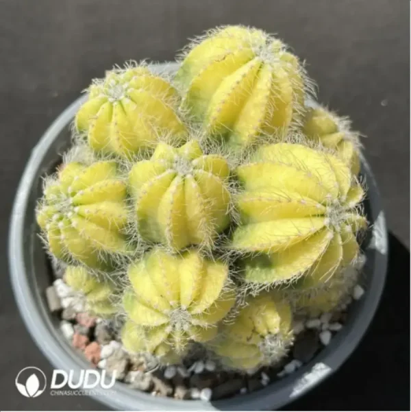 1756114213-1-2214.webp (Grafted)Cactus-Noto magnificus Variegata Clustering - Image 1