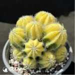 (Grafted)Cactus-Noto magnificus Variegata Clustering - Image 2