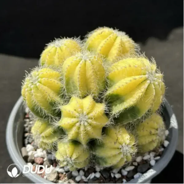 (Grafted)Cactus-Noto magnificus Variegata Clustering - Image 2