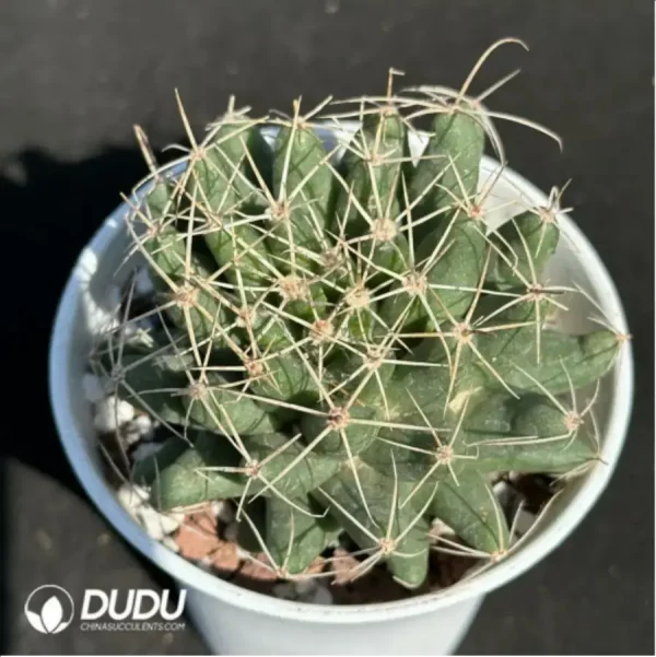 1756114215-1-2108.webp Cactus-Dolichothele'longimamma'(DC.)'Britton'&'Rose - Image 1