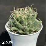 Cactus-Dolichothele'longimamma'(DC.)'Britton'&'Rose - Image 2