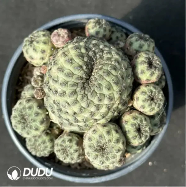1756114218-1-2437.webp (Grafted)Cactus-Sulcorebutia rauschii f.aurespina Clustering - Image 1
