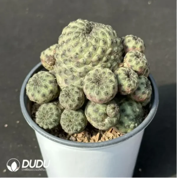 (Grafted)Cactus-Sulcorebutia rauschii f.aurespina Clustering - Image 2