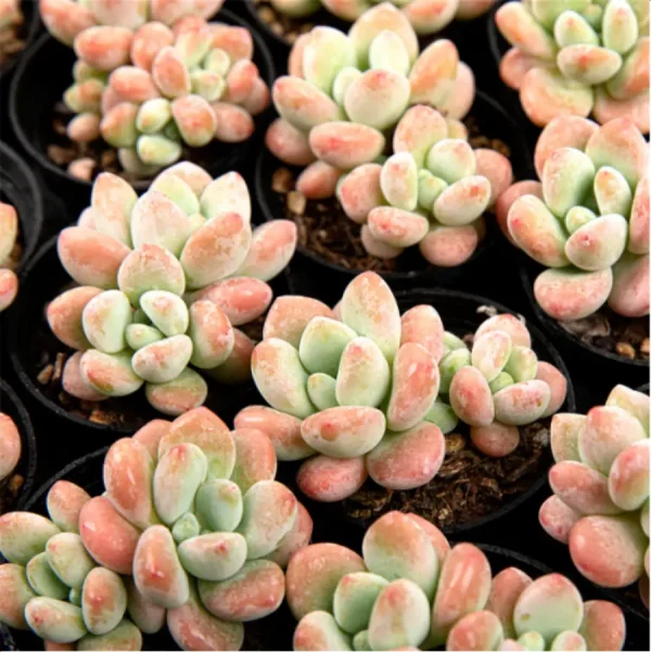 1756114219-1-3060.webp Graptosedum Miul Double Head - Image 1