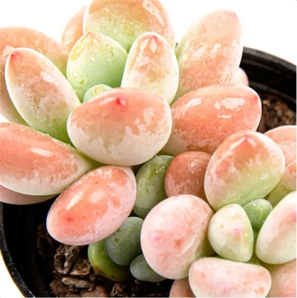 Graptosedum Miul Double Head - Image 2