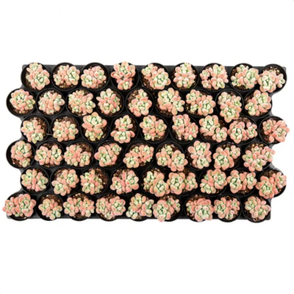 Graptosedum Miul Double Head - Image 3