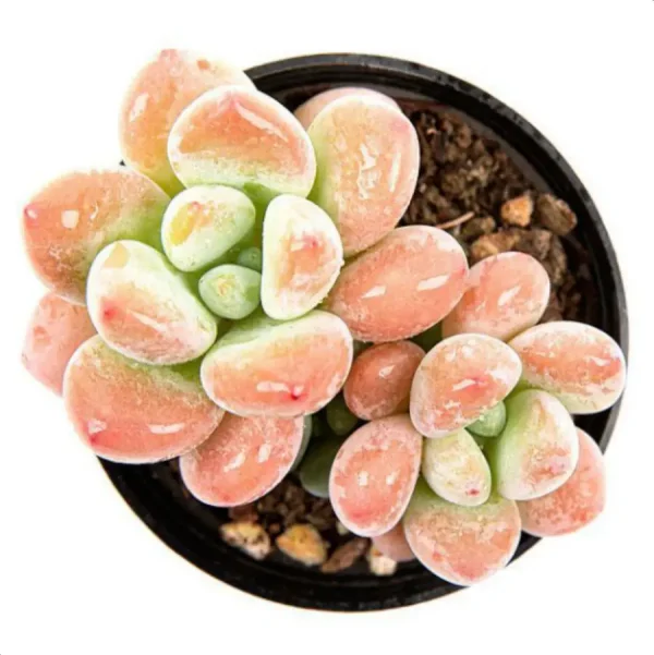 Graptosedum Miul Double Head - Image 4