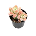 Graptosedum Miul Double Head - Image 6