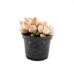 Graptosedum Miul Double Head - Image 7