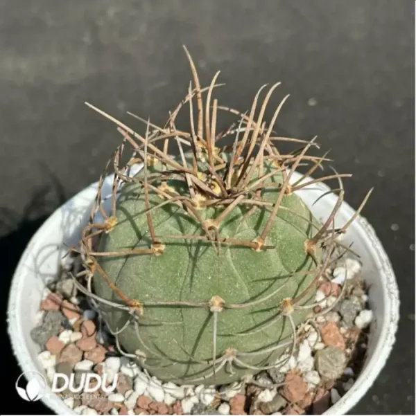 Cactus-Matucana madisoniorum - Image 1