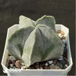 Cactus-Astrophytum myriostigma 2 - Image 2