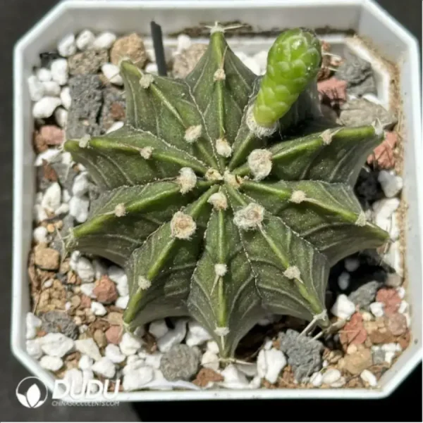 Cactus-Gymnocalycium stenopleurum sp. hybr. - Image 1