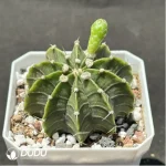 Cactus-Gymnocalycium stenopleurum sp. hybr. - Image 2