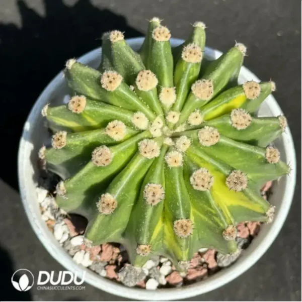 1756114234-1-2079.webp (Rooted Cutting)Cactus-Echinopsis eyriesii Variegate - Image 1