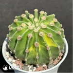 (Rooted Cutting)Cactus-Echinopsis eyriesii Variegate - Image 2