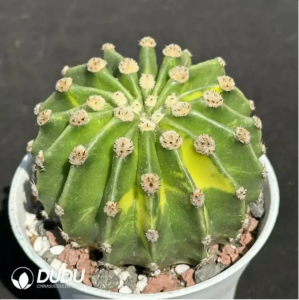 (Rooted Cutting)Cactus-Echinopsis eyriesii Variegate - Image 2