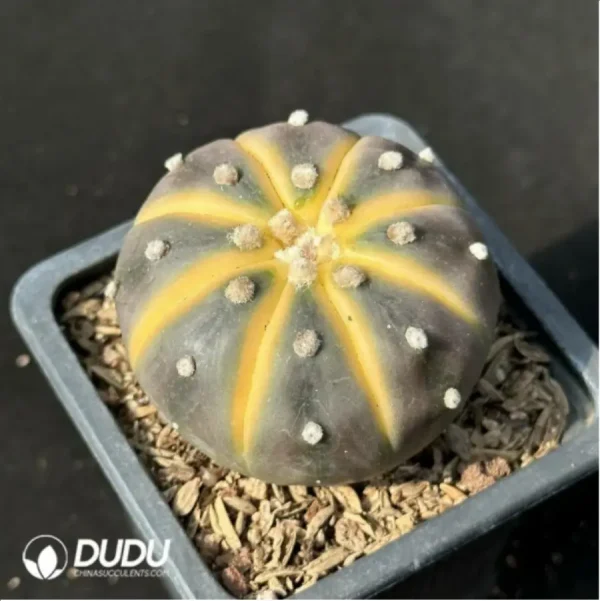 Cactus-Astrophytum asterias Variegate - Image 1