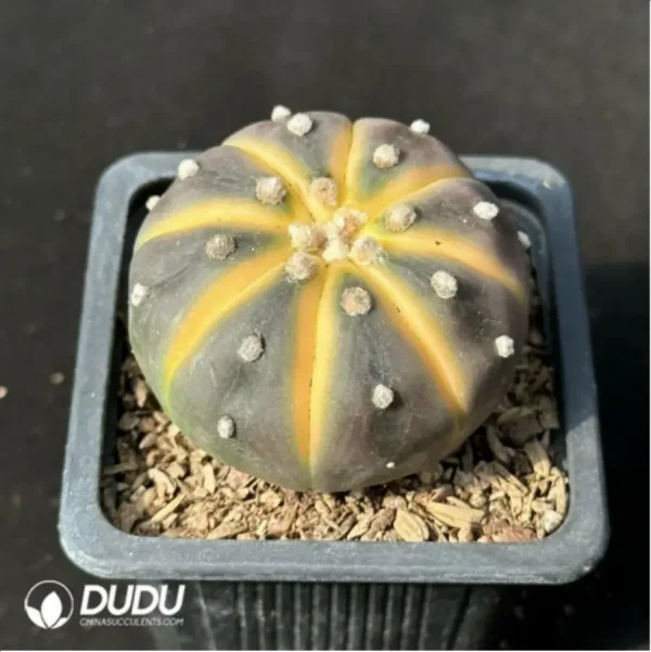 Cactus-Astrophytum asterias Variegate - Image 2