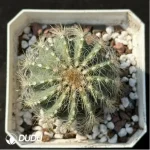 Cactus-Silver crown